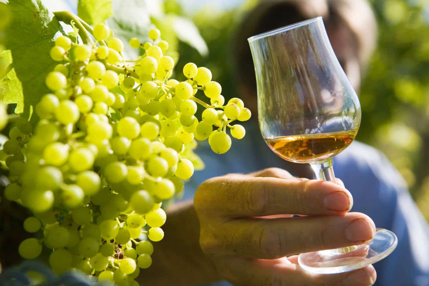 Vignoble de Cognac - Charentes