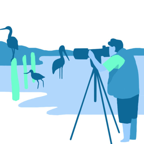 Illustration de l'observation des oiseaux dans la baie de l'aiguillon