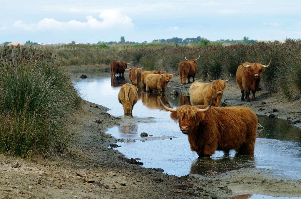 vaches Highlands du Marais du Pôle Nature du marais d'Yves