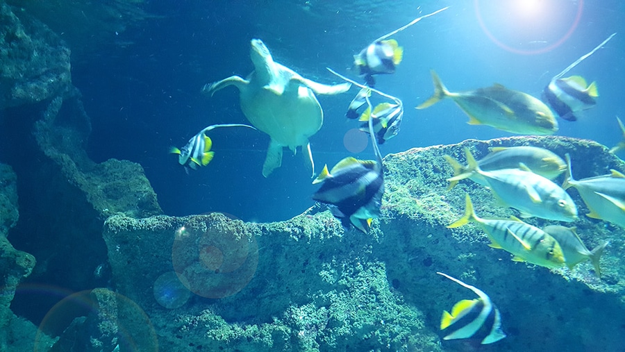 Tortue et poissons, aquarium de La Rochelle, Charente-Maritime